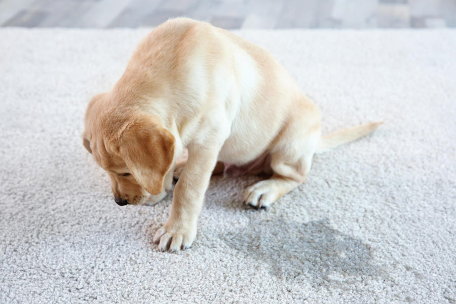 How to Deal with Pet Stains at Lease's End in Canberra